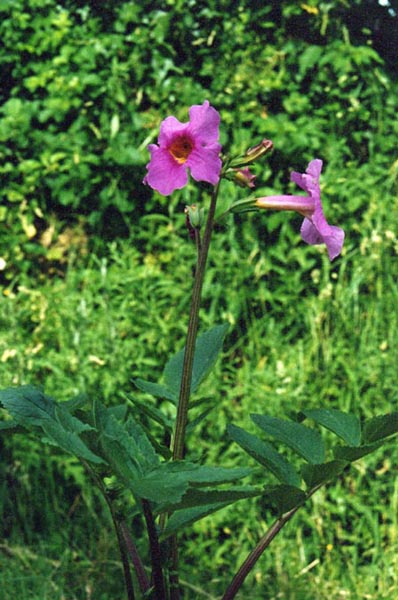 Incarvillea delavayi photo